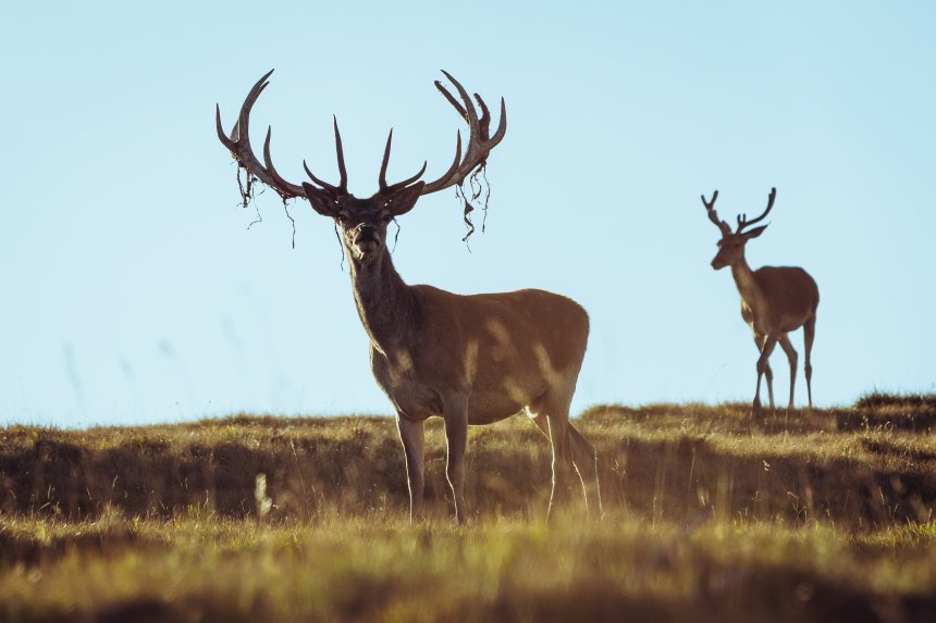 Благородный олень в наряде - Андрей Чумаченко