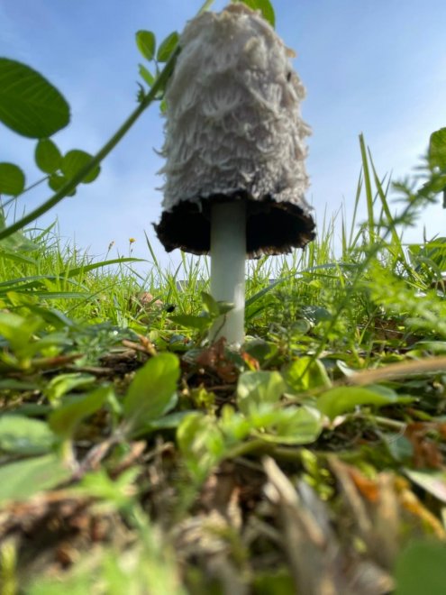 Страшно красив - Стефания