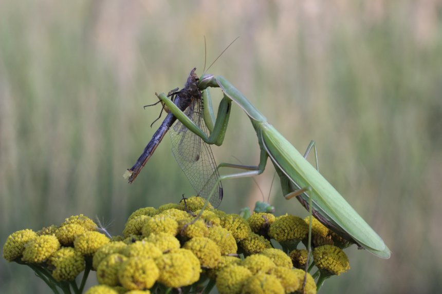 Ужин - Alessandro