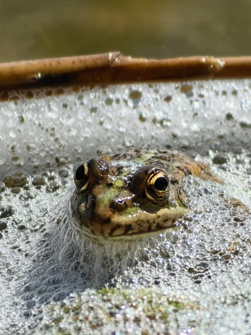 Афродита. Начало эволюции -  