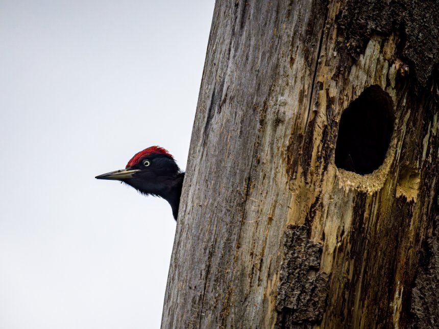 Кто здесь? - Сергей