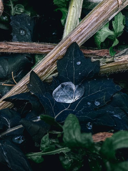 Пасмурное  утро -  