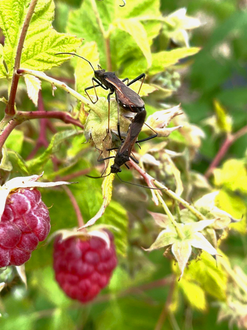 прогулка по лесу -   (1/4)