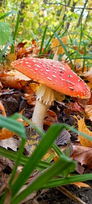 Загадка «гриба из сказки» - Екатерина