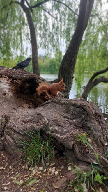 Неразлучные друзья - Андрей Малеев