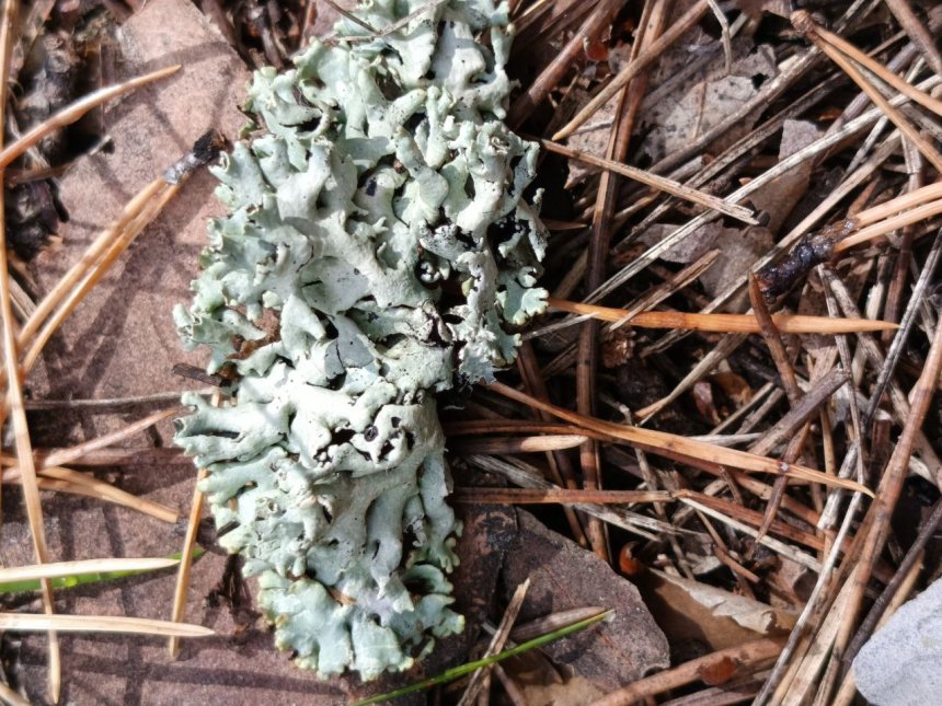 Лишайник (древесный) -  