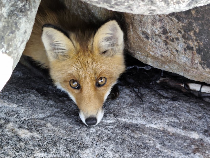 Любопытная лисица - Владислав