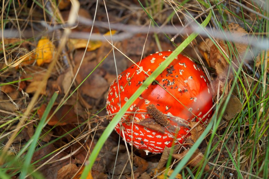 Гламур среди грибов -  