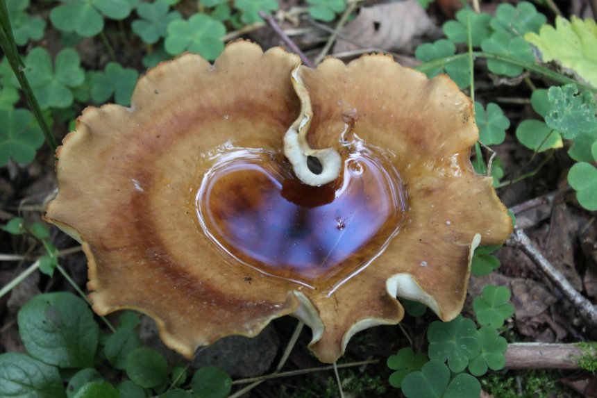 Лесные причуды. - Лариса шолохова