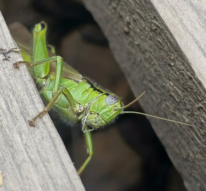 Неожиданный гость - @@Ситникова Антонина