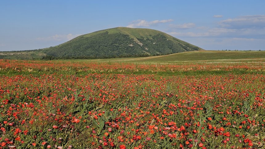 Маковое поле - Михаил Бахарев