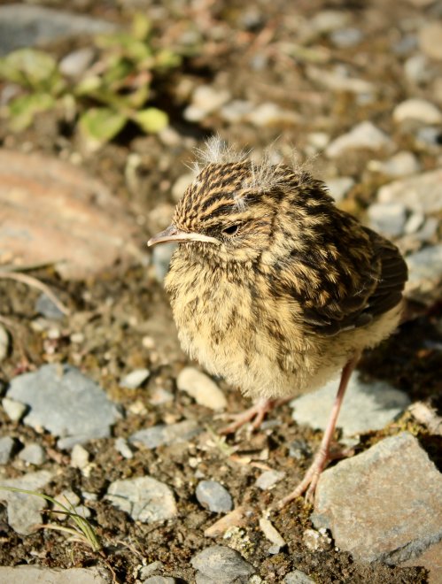 Цыпа/Bird - Вадим Бедских