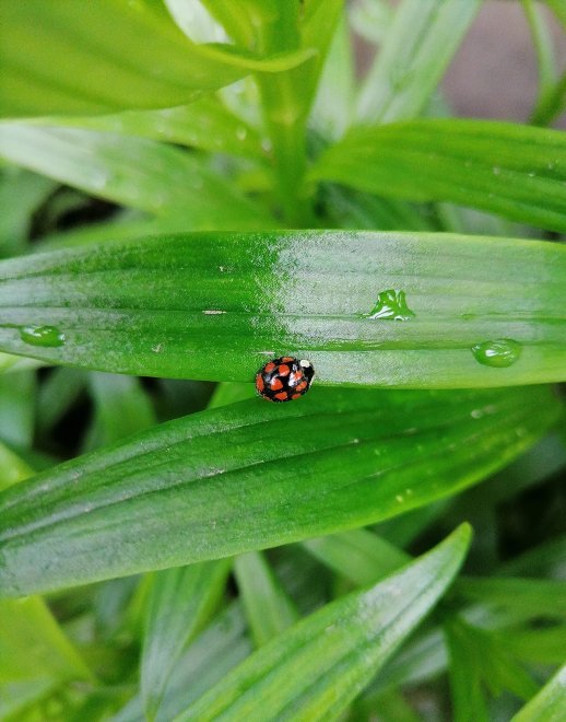 Маленький гость - Ксения Немченко