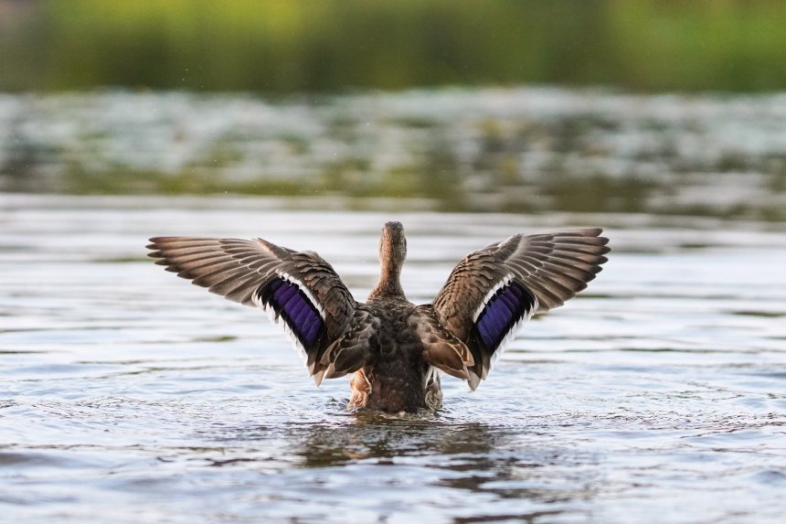 Размах свободы -  