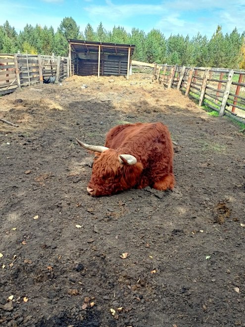 Сон шотландского гиганта -  