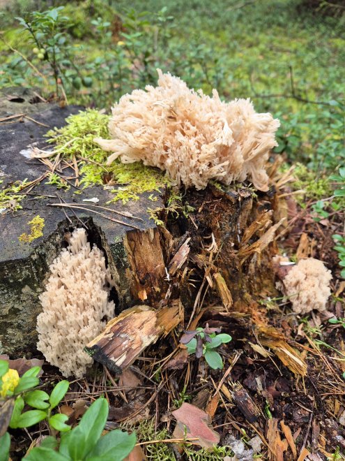 Оленьи рожки - Загадочные  грибы. -  