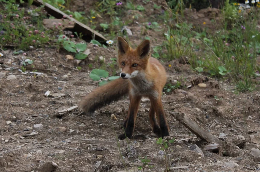 Лисий момент - Ксения