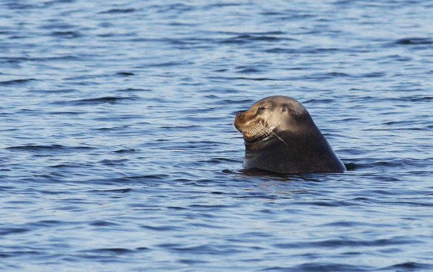 Лахтак - Андрей Кротов