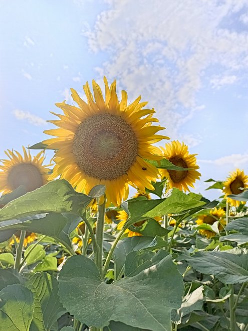 Подсолнухи - Полина