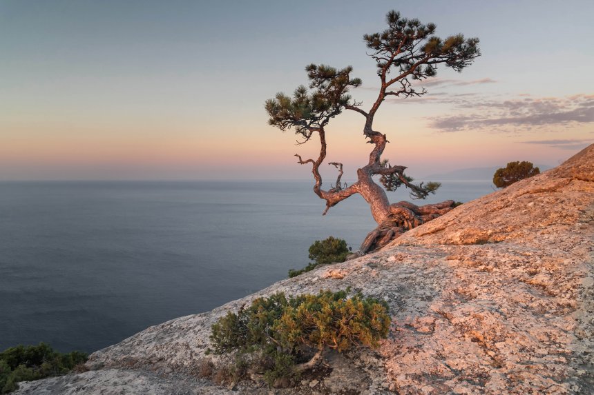 Одинокая сосна -  