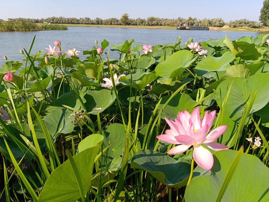 Лотосы рядом с паромной переправой - Гущина Ольга