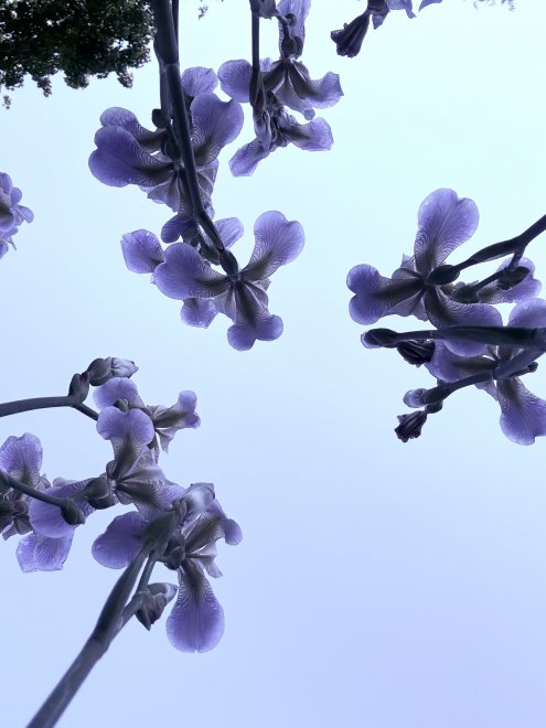 Ирисы - Татьяна