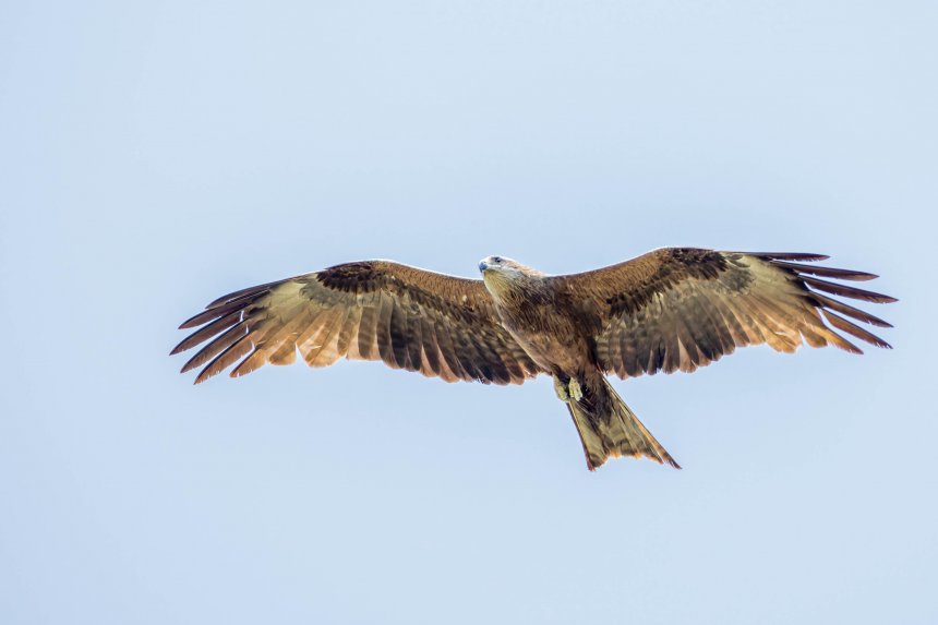 Черный коршун -  