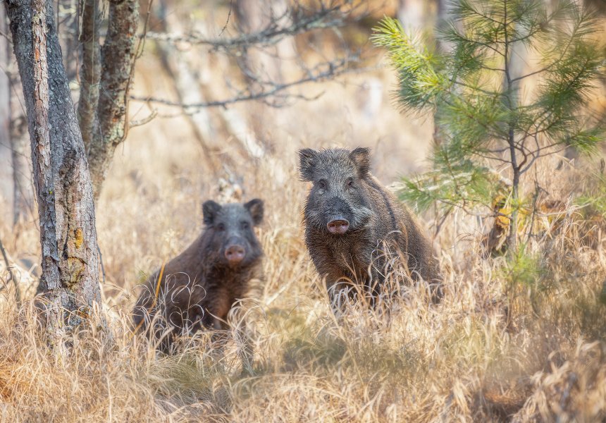 Пятачки - Евгений Табалыкин
