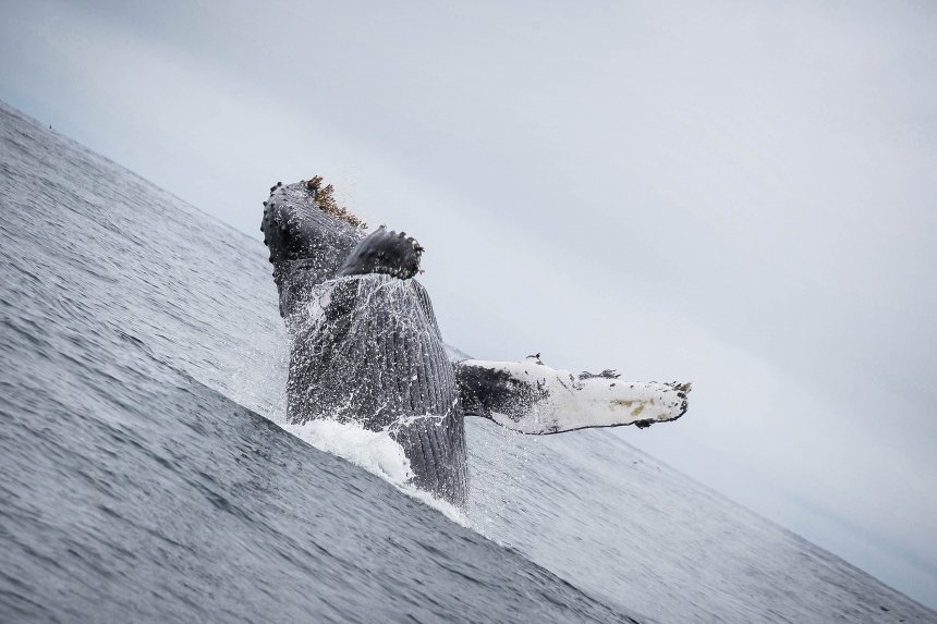 Посреди океана -  
