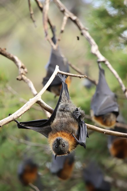 Птица-лисица - Юлия Глазунова
