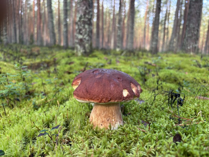 Лес Ленинградской области - Леша Новоженов