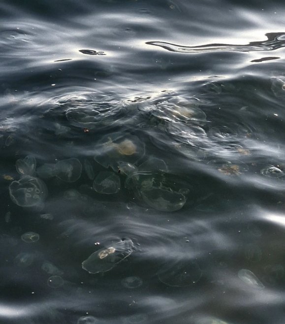 Черноморские медузы -  