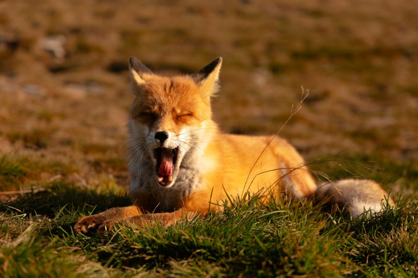 Утро лисы на Дальнем Таганае - Мария