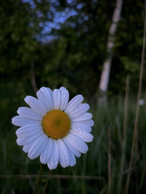Родина - Юрий