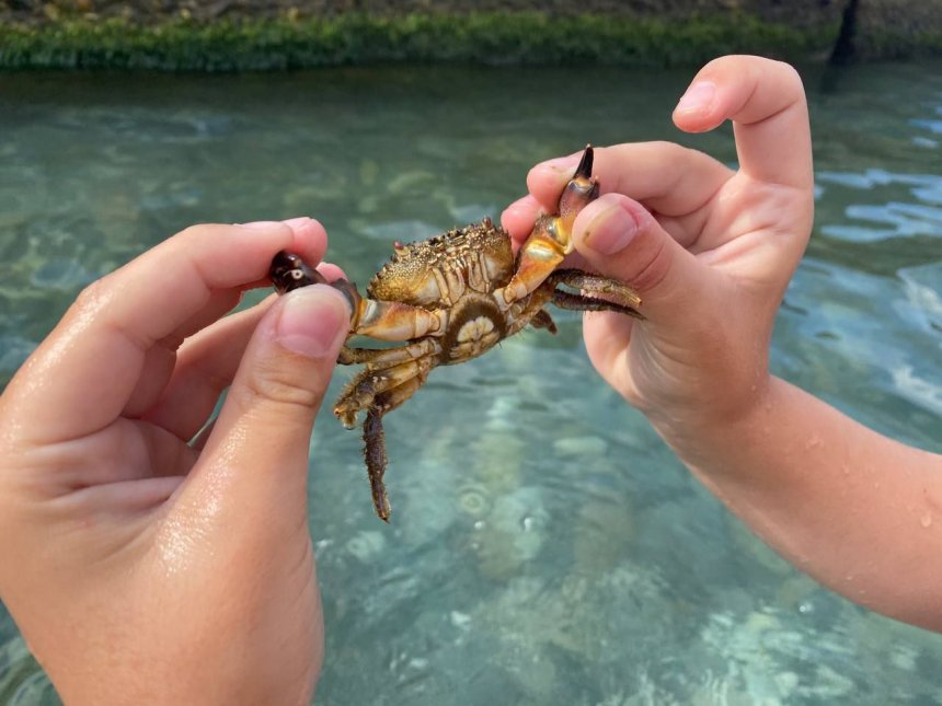 Сочинский краб -  