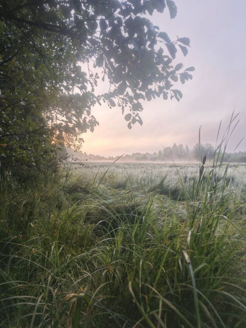 утро в лесу - Людмила