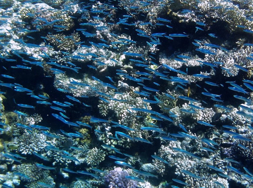 Тайна моря: путешествие в синюю бездну - Светлана (1/7)