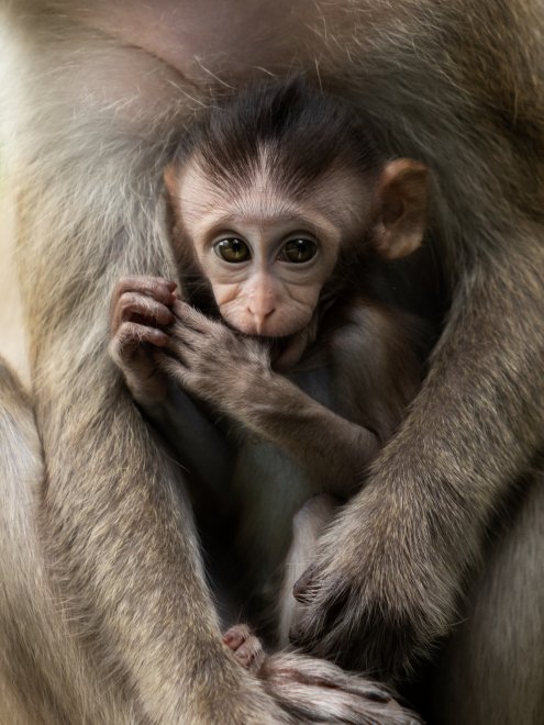 Детеныш обезьяны -  