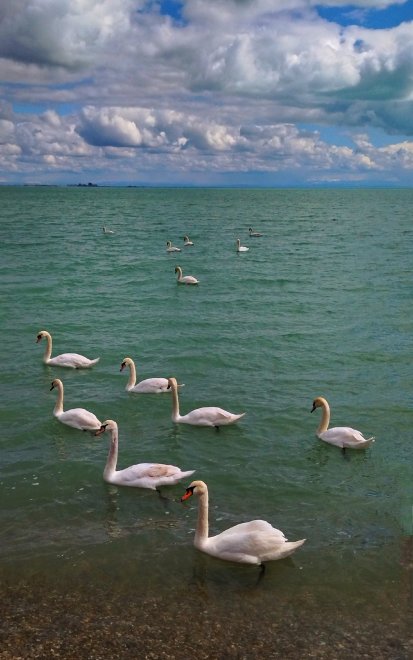 Клин лебедей в море -  