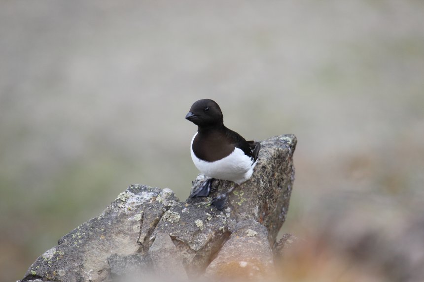 Люрик на скале / Little auk on a rock -  