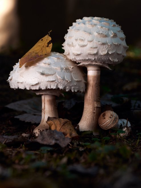 Семья в осеннем лесу - Михаил