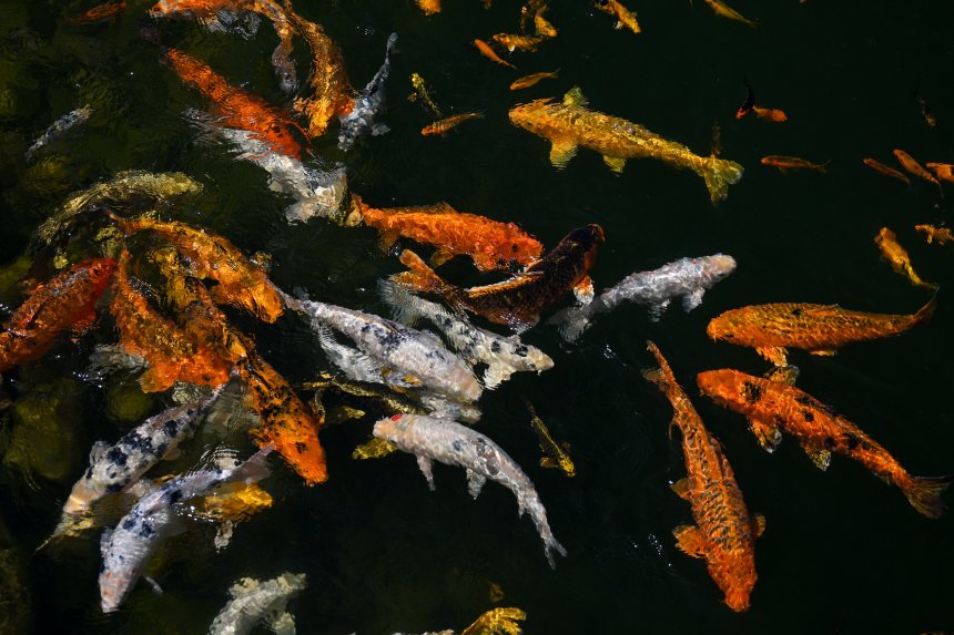 Арткарп - Антон