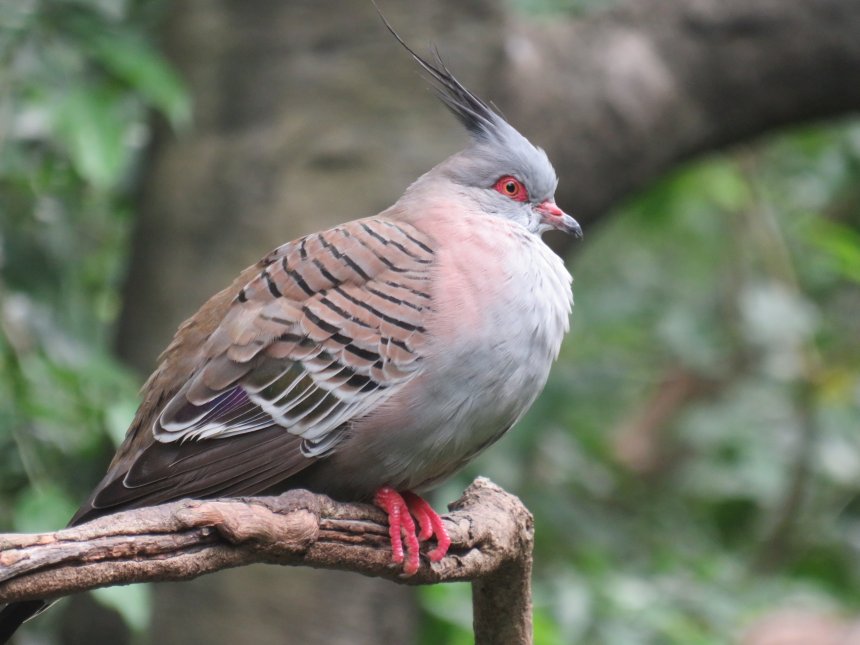 Хохлатый бронзовокрылый голубь - Эдуард Доминов