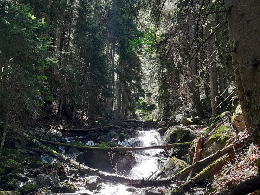 Тебердинский заповедник - Елена (1/3)