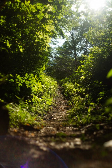 Тропа на поляну -  