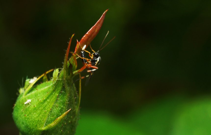 Наездник - Игорь Ротанов