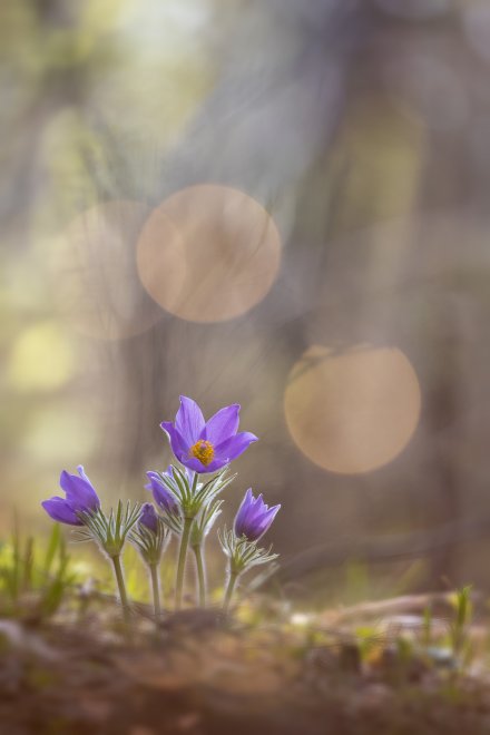 Солнечная - Дмитрий