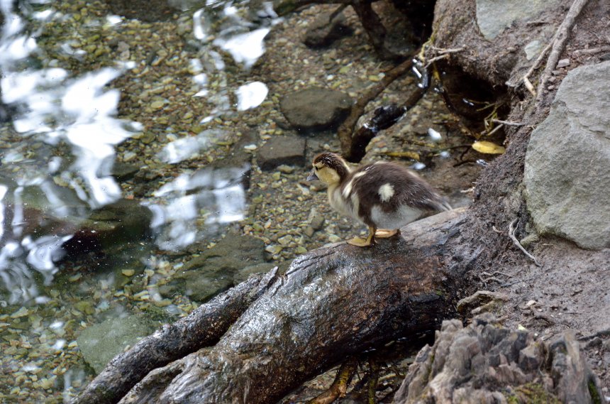 Сомнение и любопытство -  