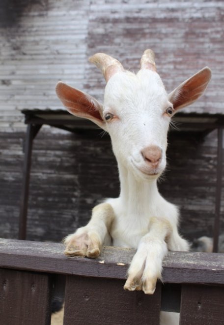 Коза позирует - Марина