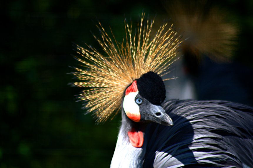 Красавчик! - Антон